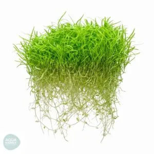 אוטריקולריה גרמניפוליה - Utricularia graminifolia